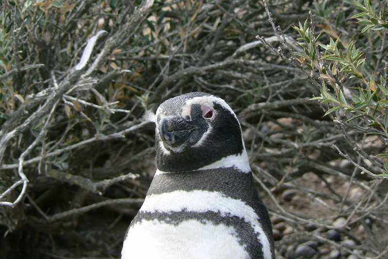 21 Pinguini a Punta Tombo